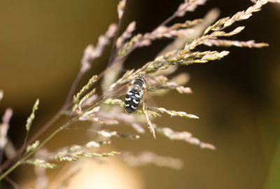 Vit glasvingefluga (Scaeva pyrastri)