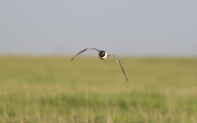 Franklins Gull (Leucophaeus pipixcan)