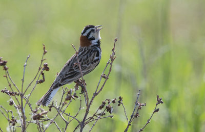 Chestnut-collared Longspur (Calcarius ornatus)	