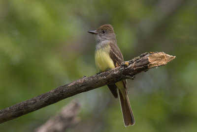 Great Crested Flycatcher (Myiarchus crinitus)
