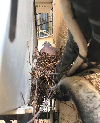 Common Wood Pigeon (Columba palumbus)