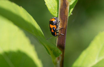 Sexflckig fallbagge (Cryptocephalus sexpunctatus)