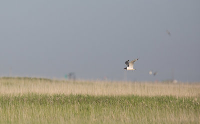 Franklin''s Gull (Leucophaeus pipixcan)