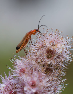 Liten flugbagge (Rhagonycha fulva)	