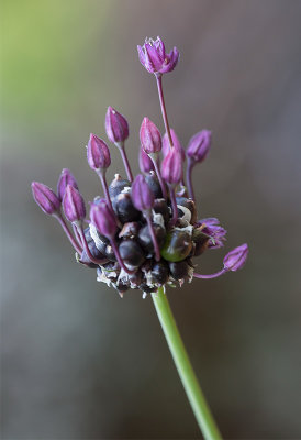 Skogslk (Allium scorodoprasum)