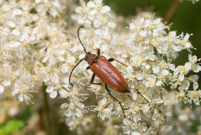 Gulröd blombock (Stictoleptura rubra)