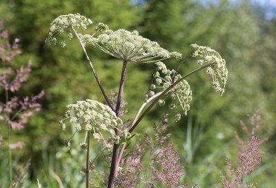 Strtta (Angelica sylvestris)