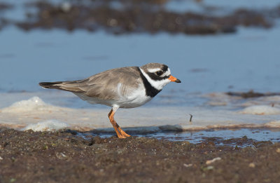 Common Ringed Plover (Charadrius hiaticula)