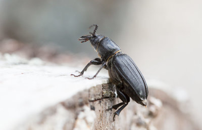 Bitbock (Spondylis buprestoides)