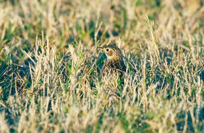 Sprague´s Pipit (Anthus spragueii)