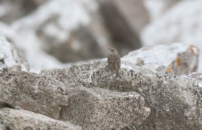 Alpine Accentor (Prunella collaris)