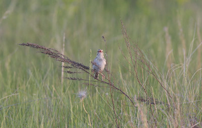 Baird's Sparrow (Ammodramus bairdii)