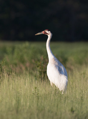 Whooping Crane (Grus americana)