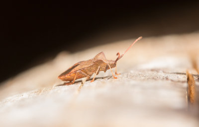 Bred bärfis (Carpocoris fuscispinus)