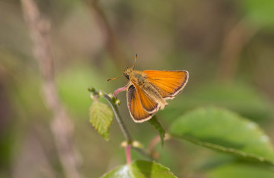 Mindre ttelsmygare (Thymelicus lineola)