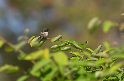 Ruby-throated Hummingbird (Archilochus colubris)