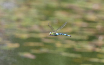 Kejsartrollslända (Anax imperator)