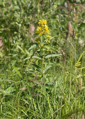 Strandlysing (Lysimachia vulgaris)