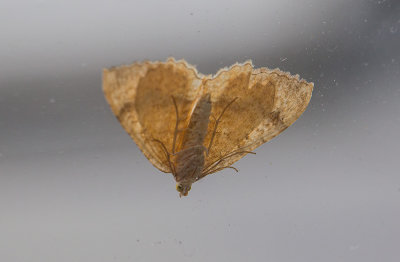 Gulvingad fltmtare (Camptogramma bilineata)