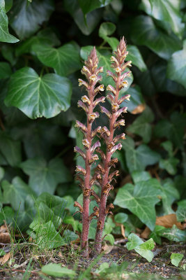 Murgrönssnyltrot (Orobanche hederae)
