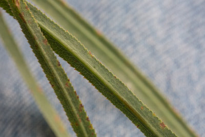 Skrblad (Falcaria vulgaris)