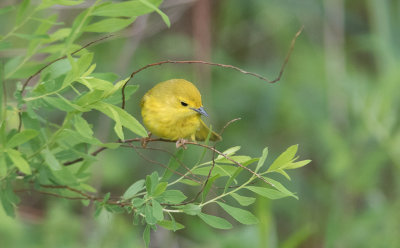 Yellow Warbler (Setophaga aestiva)