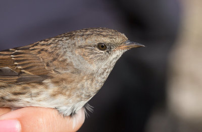 Dunnock (Prunella modularis)