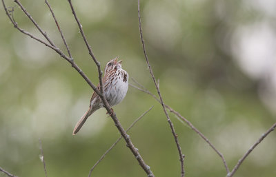 Savannah Sparrow (Passerculus sandwichensis)