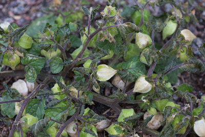 Gyllenbr (Physalis grisea)