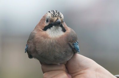 Eurasian Jay (Garrulus glandarius)