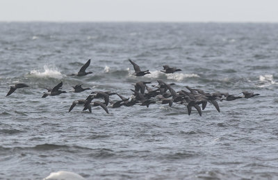 Brant Goose (Branta bernicla)	