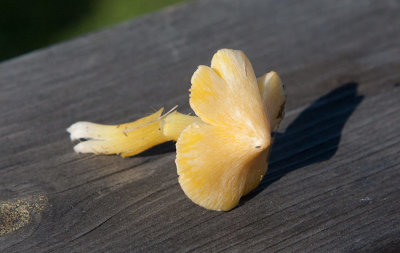 Spetsvaxing (Hygrocybe acutoconica)
