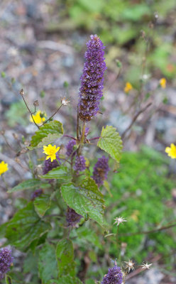 Koreansk anisisop (Agastache rugosa)