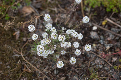 Strandkrassing (Lobularia maritima)