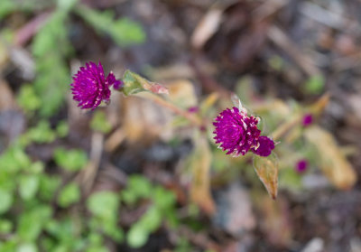 Klotamarant (Gomphrena globosa)