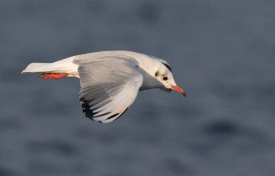 Black-headed Gull (Chroicocephalus ridibundus)	