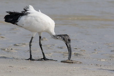 Sacred Ibis (Threskiornis aethiopicus)