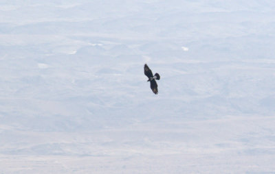 Verreaux's Eagle (Aquila verreauxii)