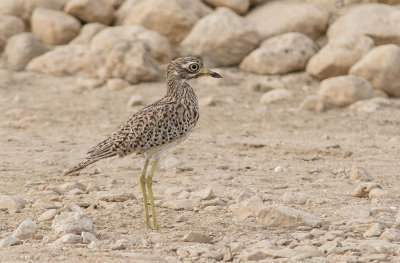 Spotted Thick-knee (Burhinus capensis)