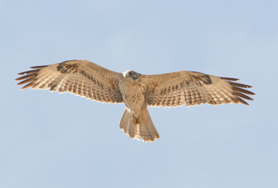 Long-legged Buzzard (Buteo rufinus)