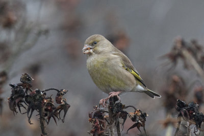 European Greenfinch (Chloris chloris)