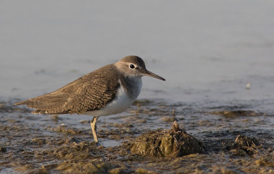 Common Sandpiper (Actitis hypoleucos)