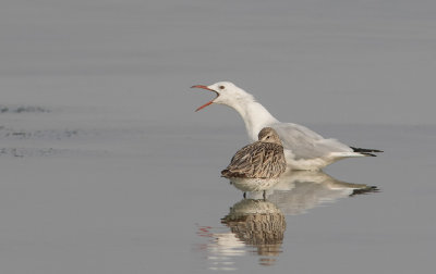 Slender-billed Gull (Chroicocephalus genei)