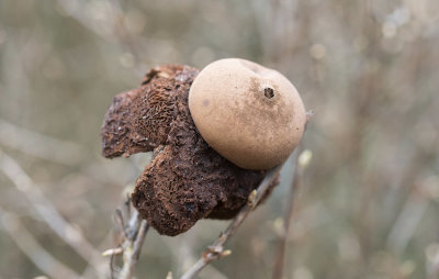 Kragjordstjrna (Geastrum michelianum)