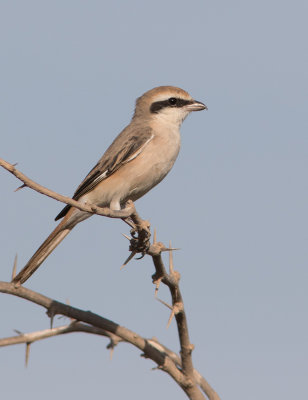 Red-tailed Shrike (Lanius phoenicuroides)