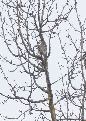 Black-throated Thrush (Turdus atrogularis)