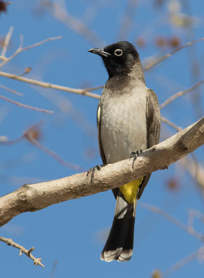 Yellow-vented Bulbul (Pycnonotus xanthopygos)