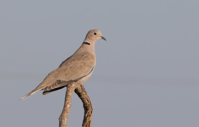 Eurasian Collared Dove (Streptopelia decaoct)