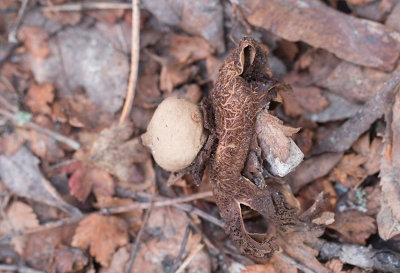 Kragjordstjrna (Geastrum michelianum)