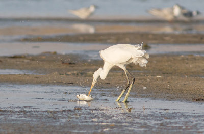 Western Reef-Heron (Egretta gularis)	